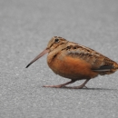An American woodcock crossing the road