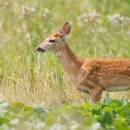 Shiawassee Fawn in Tallgrass by Kim LeBlanc