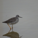 Bird wading in water.