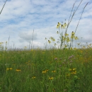 A ground view of a prairie with purple and yellow flowers
