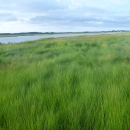bright green marsh grass