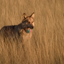 A mexican wolf with a green and red radio collar stands looking at the camera