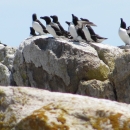 Razorbills at Matinicus Rock