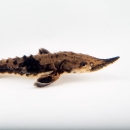A small lake sturgeon swims against a white background. It has black and tan mottled scales and rows of small spikes along its body.