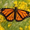Male monarch butterfly on rabbitbrush