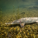 A pallid sturgeon swims along a rocky stream bed. The fish is long and slender, with whiskers and small ridges along its back and sides.