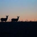 White-tailed deer are silhouetted against a pre-dawn sky in North Dakota.
