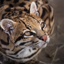 A wild cat with brown, white, and black markings gazes upward