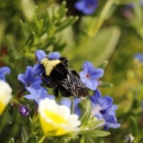 Bumblebee on flower