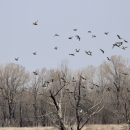 Numerous ducks in flight over a spring landscape of leafless trees