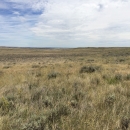Sage and prairie grasses with clouds 