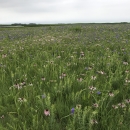 Pale purple coneflower and Ohio spiderwort at Maynard Reece WPA