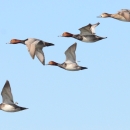 Redhead ducks in flight four male two females 