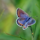 Small butterfly rests on flower stalk with wings open.