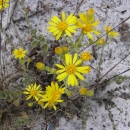 Florida golden aster, yellow wildflowers.
