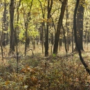 Sun dappled tree trunks with short vegetation all around them