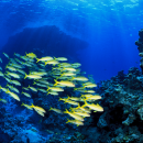 A school of yellow fish swim around a reef. Light breaks through the top and creates a glow in a sea that is deep blue.