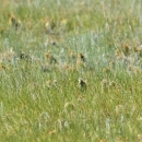 Early summer on the short-grass prairie at Hutton Lake National Wildlife Refuge with two pronghorn antelope fawns lying in the vegetation.