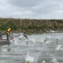 Silver Carp Jumping