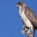 A Hawaiian hawk sits perched under a blue sky
