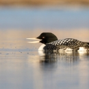 Black and white bird and yellow bill on the water