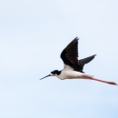 Hawaiian stilt flying in the sky