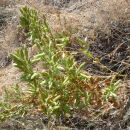 A green Spalding's catchly plant surrounded by tall brown grass