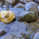 Sheepnose (left) and Rabbitsfoot, Walhonding River, Ohio