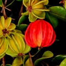 Close up shot of eugenia woodburyana's red and yellow-green fruit.