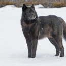 Alexander Archipelago wolf in stands in snow