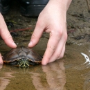 Hands place a turtle into a pond