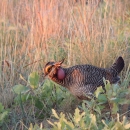A male lesser prairie-chicken in the fading sunlight