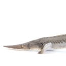 adult pallid sturgeon with white background