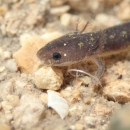 a grey salamander on a rocky, underwater surface