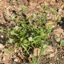 green plant with white blossoms