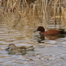 Cinnamon Teal Pair swimming