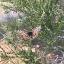 Adult Quino checkerspot butterfly showing its multi-colored white, orange and black checkered wing pattern