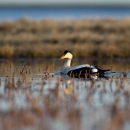 A white bird with black face and wing features