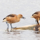 Three orange/brown ducks on a floating log