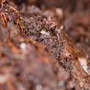 A tiny white spider walking across dark, wet organic soil