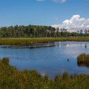 View of wetlands from the boardwalk at Blackwater National Wildlife Refuge in Maryland. 