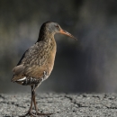 A black and brown bird with red beak walking on a rock