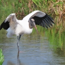 A large white bird with black wing tips wades through the water