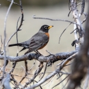 A black-headed bird with yellow beak, grey wings and rust-colored breast