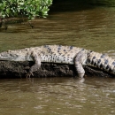 A crocodile suns on a log.