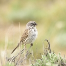 A small bird with brown and white face, patterned light and dark brown wings, white breast standing on a twig