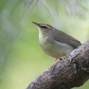 A light brown bird with cream colored breast and a brown strip along the side of it's face