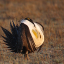 Male Sage Grouse