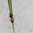 2 ticks on a blade of grass
