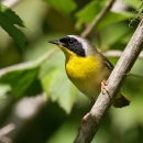a yellow and black bird with a light stripe on the top of its head perches on a tree limb
